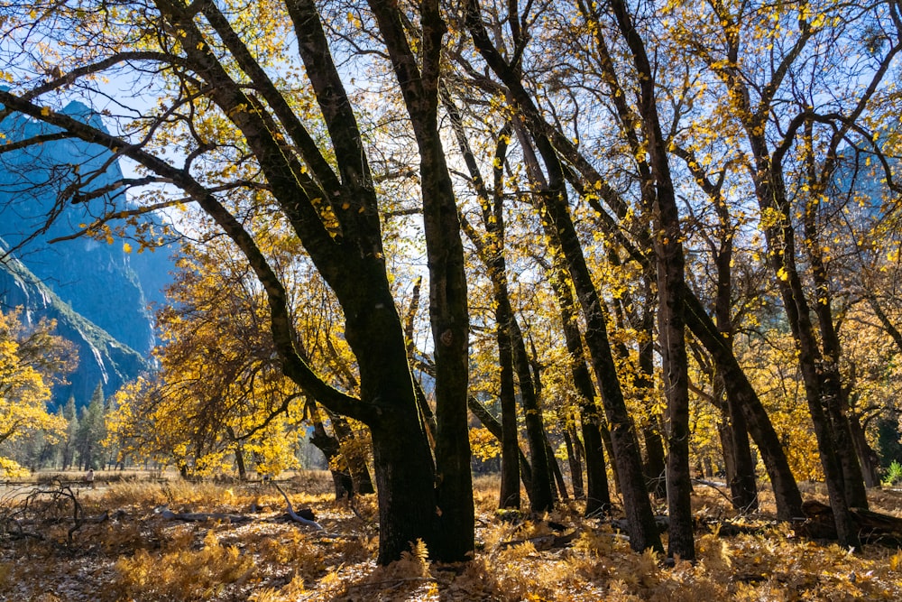 a group of trees with yellow leaves in a forest