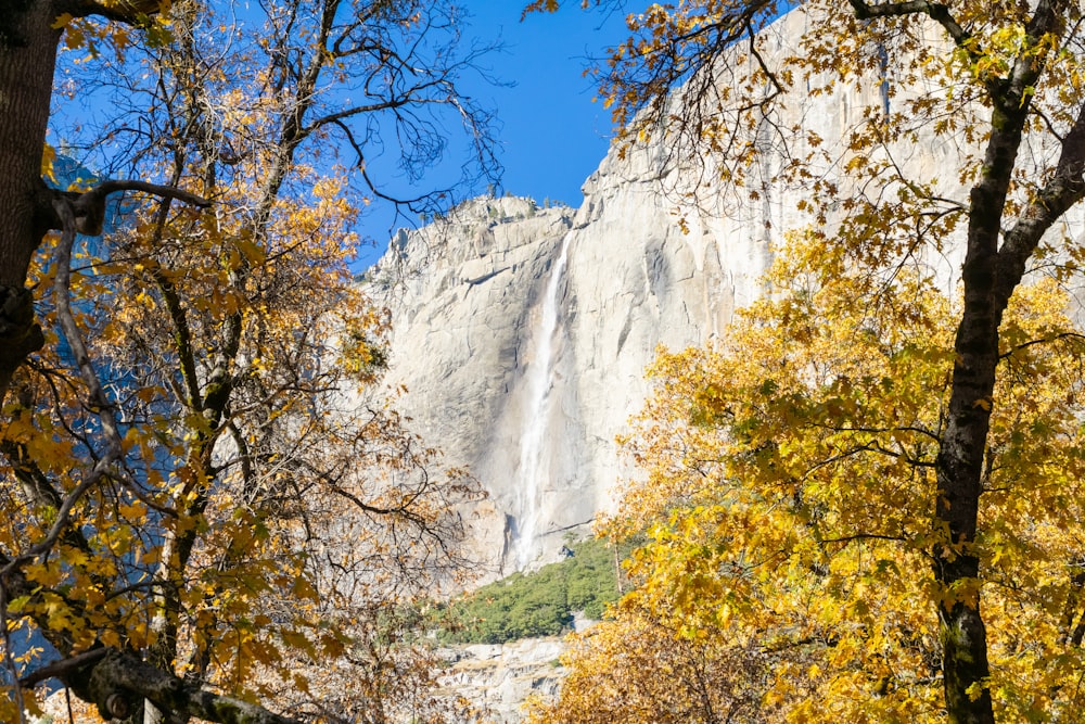 a tall waterfall towering over a forest filled with trees