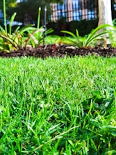 a close up of a grass field with a tree in the background