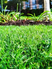 a close up of a grass field with a tree in the background
