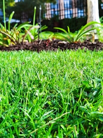 a close up of a grass field with a tree in the background