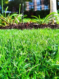 a close up of a grass field with a tree in the background