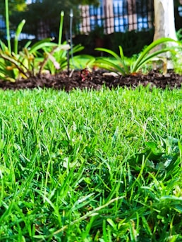 a close up of a grass field with a tree in the background