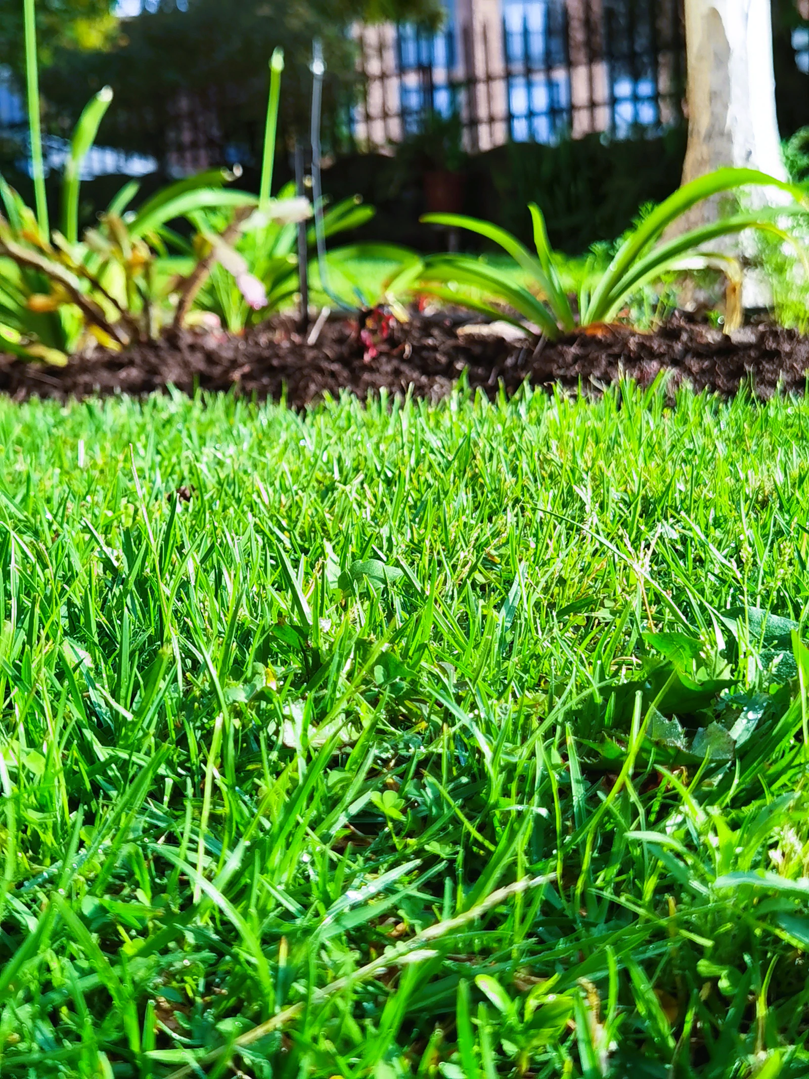 Lush green lawn in morning light with a tree in the background