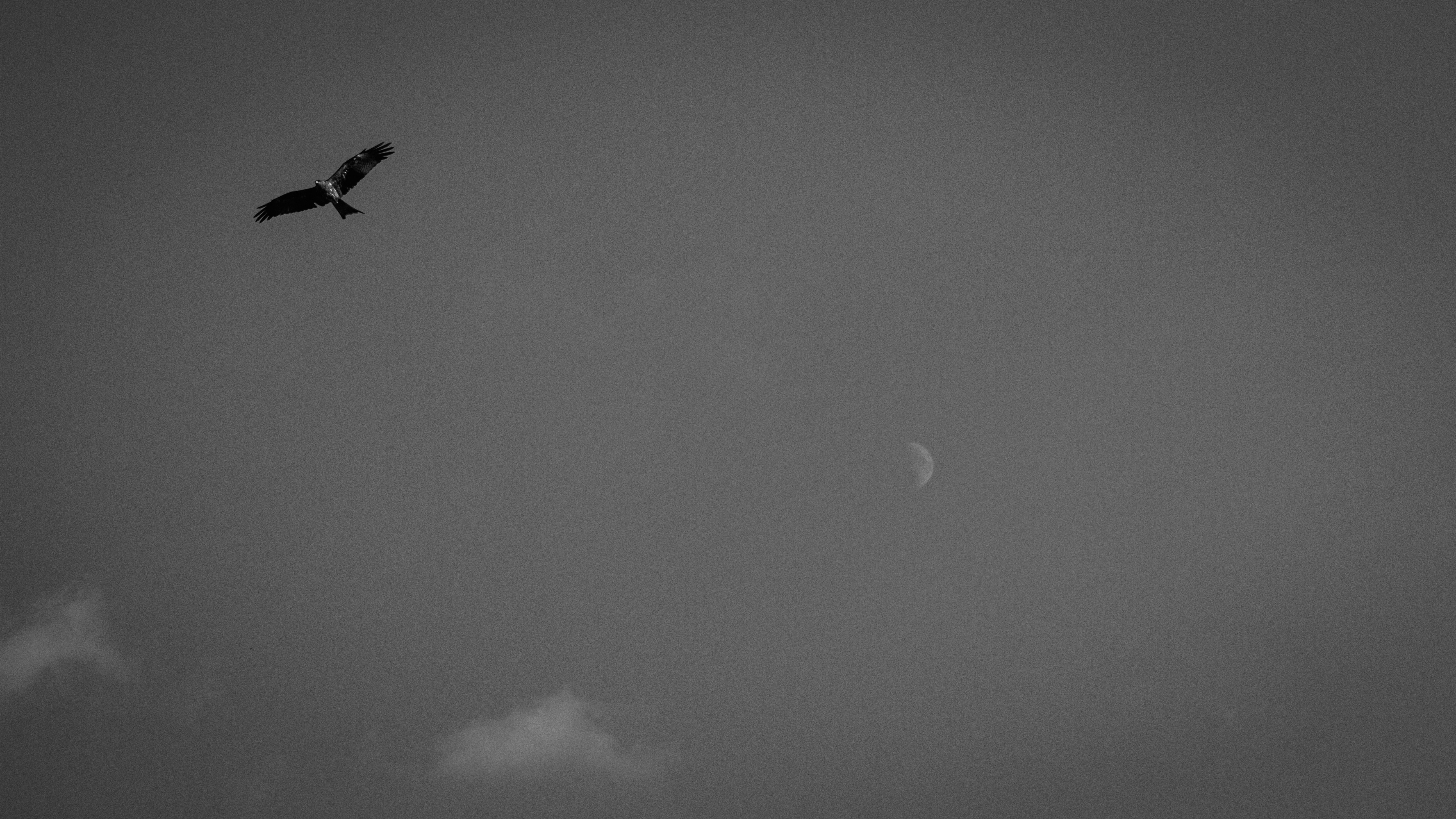 a black and white photo of a bird flying in the sky