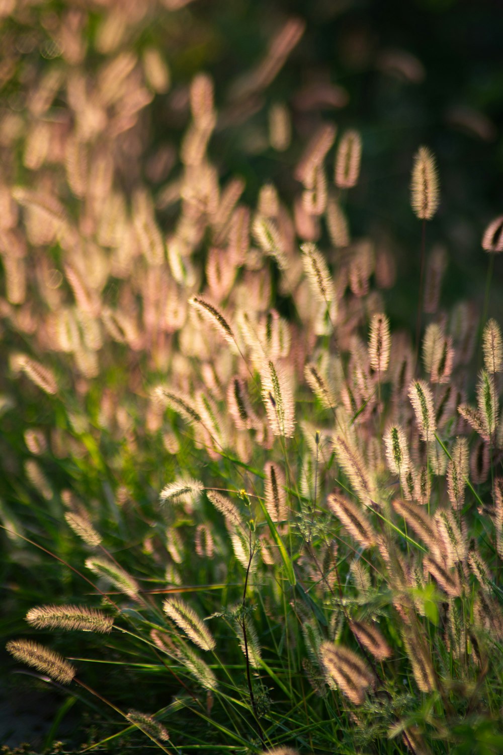 a close up of a field of grass