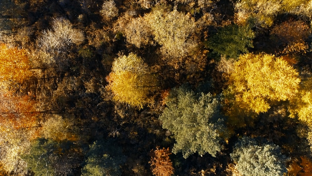 a group of trees that are next to each other