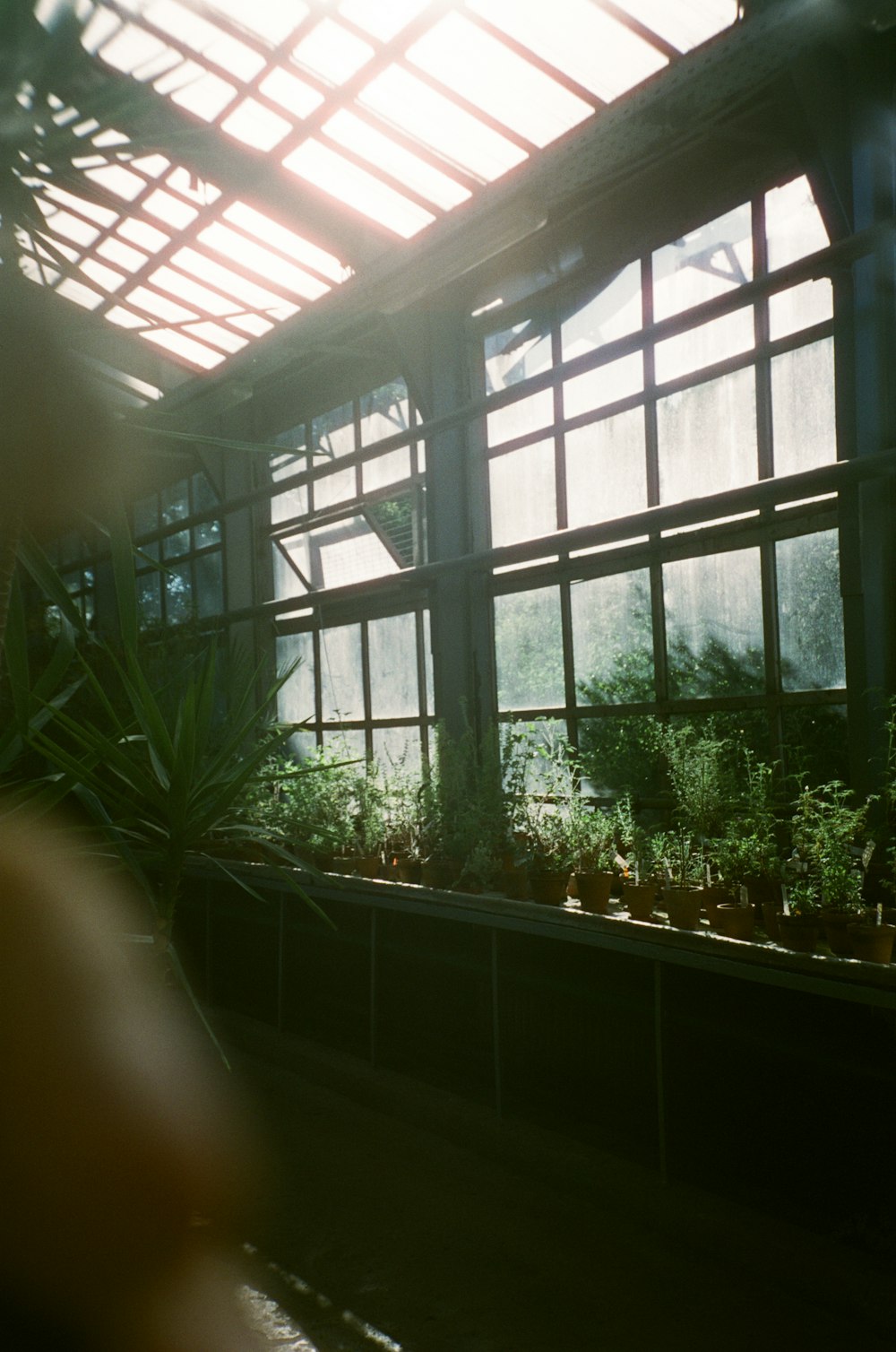 a greenhouse filled with lots of green plants