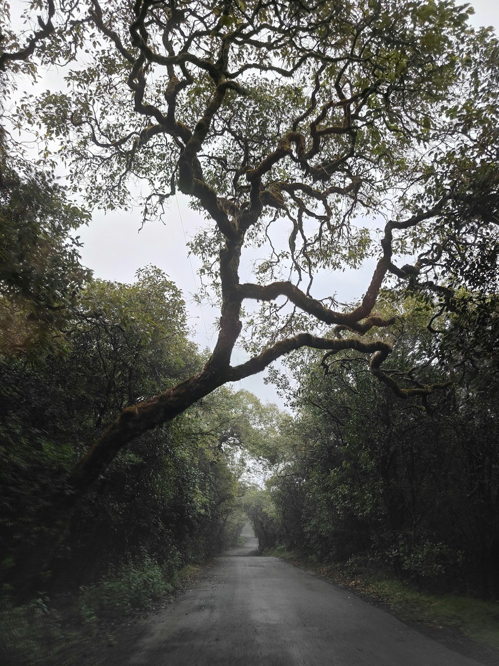 un camino vacío con un gran árbol en medio