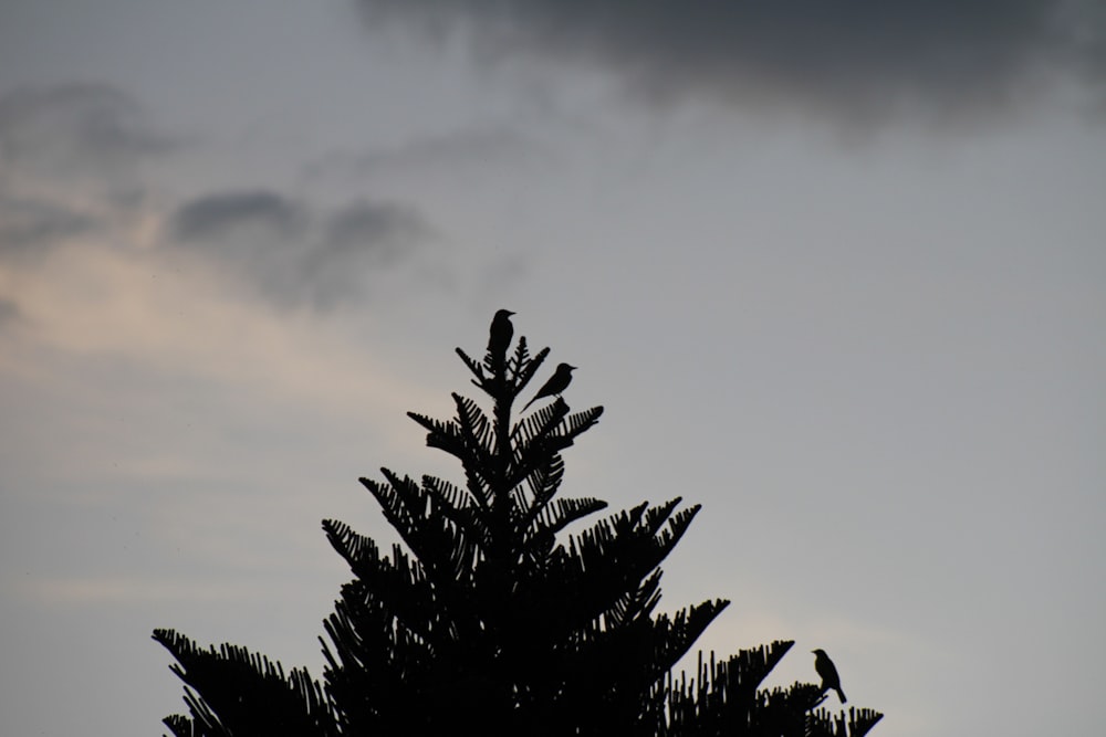 a bird is sitting on top of a tree
