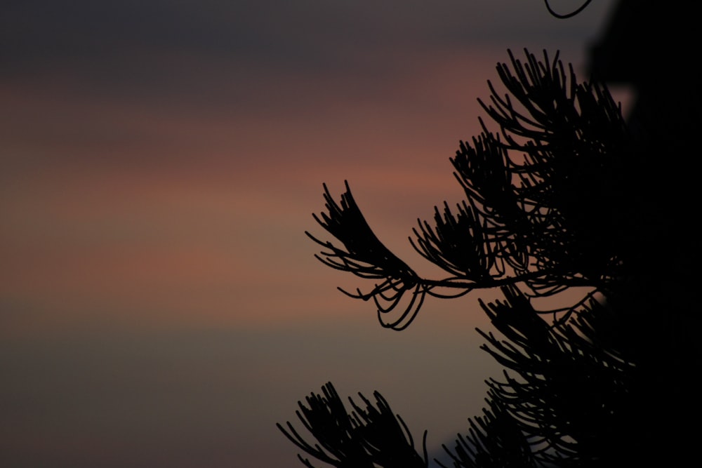 the silhouette of a pine tree against a sunset sky