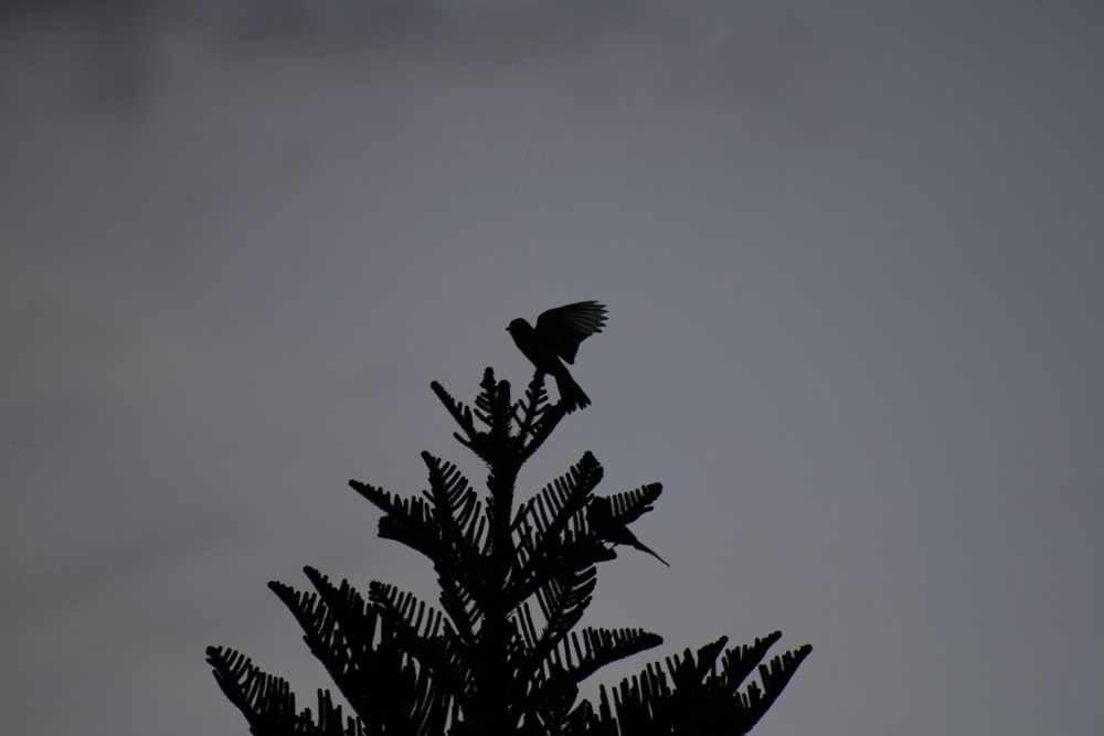 un oiseau est assis au sommet d’un arbre