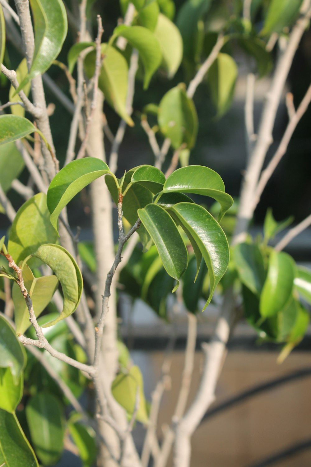 a small tree with green leaves in a pot