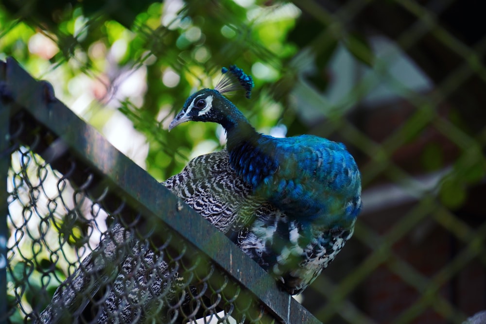 a peacock is standing on a fence post