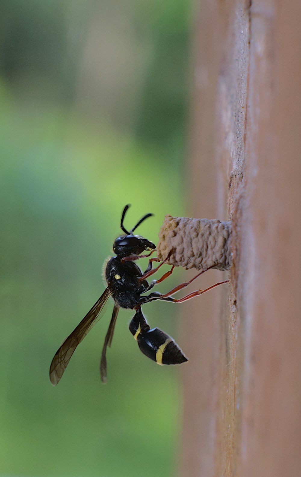 a black and yellow insect on a piece of wood