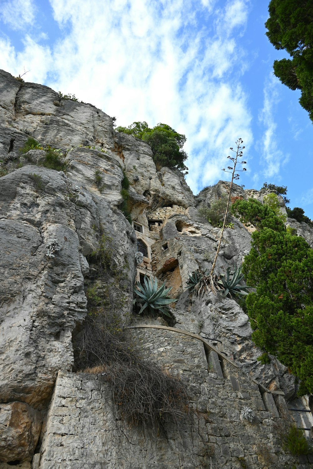 とても背の高い岩の崖で、そこからたくさんの植物が生えています