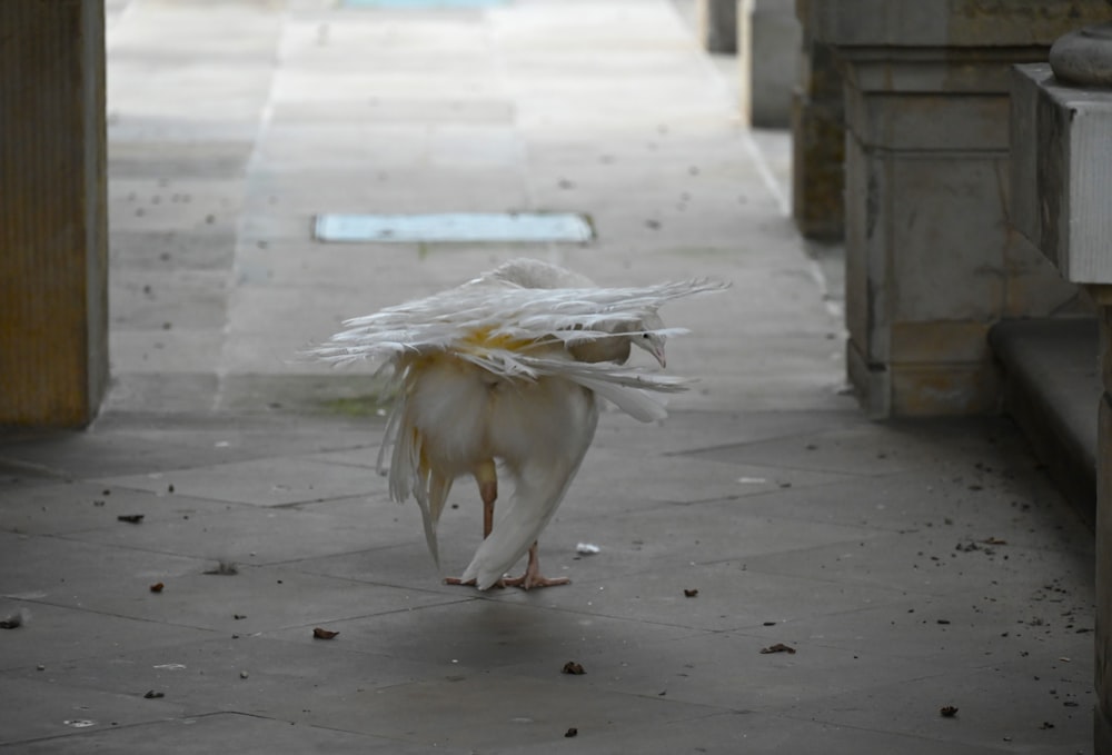 a white bird with a large piece of paper on its head