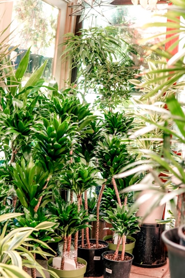 Several green houseplants of varying heights and types are neatly arranged in a bright indoor space with large windows. The plants are potted in various containers and create a lush, vibrant display of greenery. The room is well-lit by natural light streaming through the windows, casting a lively and fresh atmosphere.