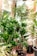 Several green houseplants of varying heights and types are neatly arranged in a bright indoor space with large windows. The plants are potted in various containers and create a lush, vibrant display of greenery. The room is well-lit by natural light streaming through the windows, casting a lively and fresh atmosphere.