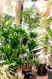 Several green houseplants of varying heights and types are neatly arranged in a bright indoor space with large windows. The plants are potted in various containers and create a lush, vibrant display of greenery. The room is well-lit by natural light streaming through the windows, casting a lively and fresh atmosphere.