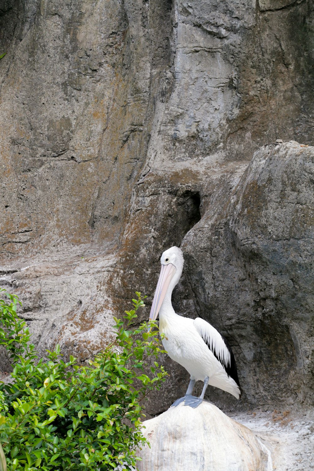 a large white bird standing on top of a rock