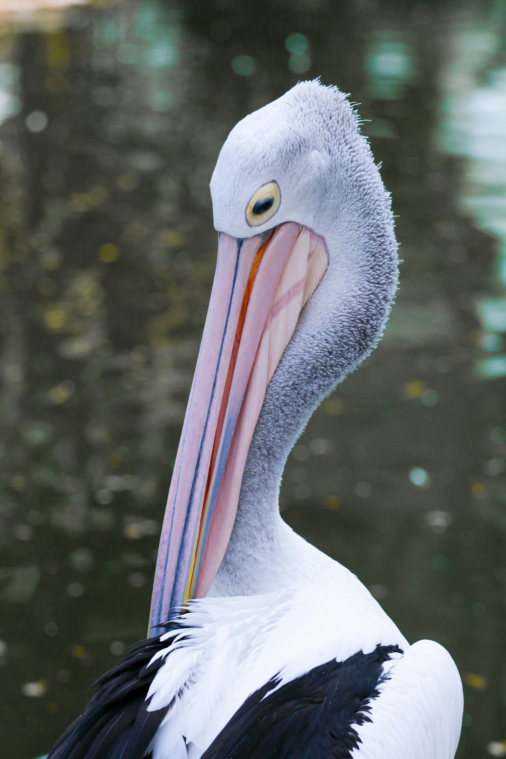 a large bird with a long beak standing in the water