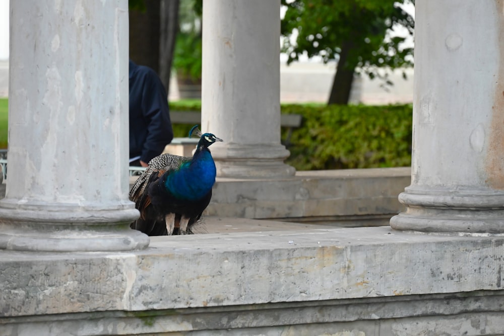a peacock is standing on the steps of a building