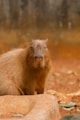 Capybara