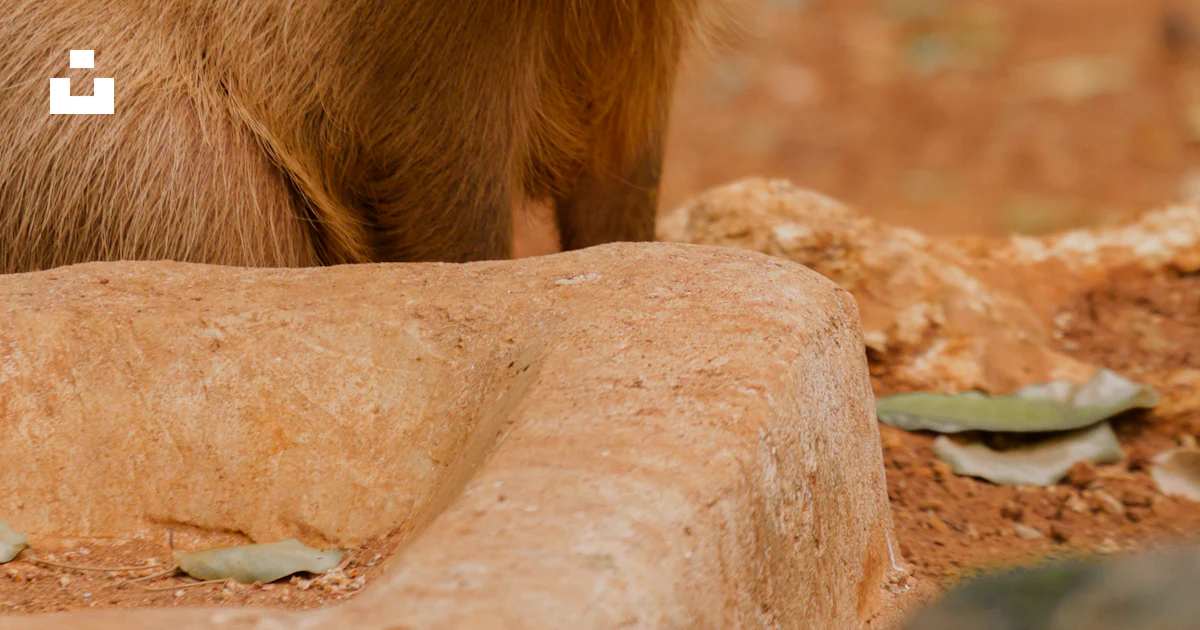 Capybara On Rocks A capybara standing on a rock in front of a body of water photo – Free ...