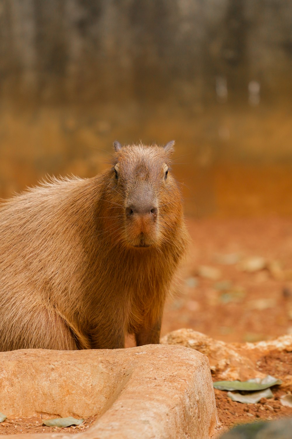 a capybara standing on a rock in front of a body of water