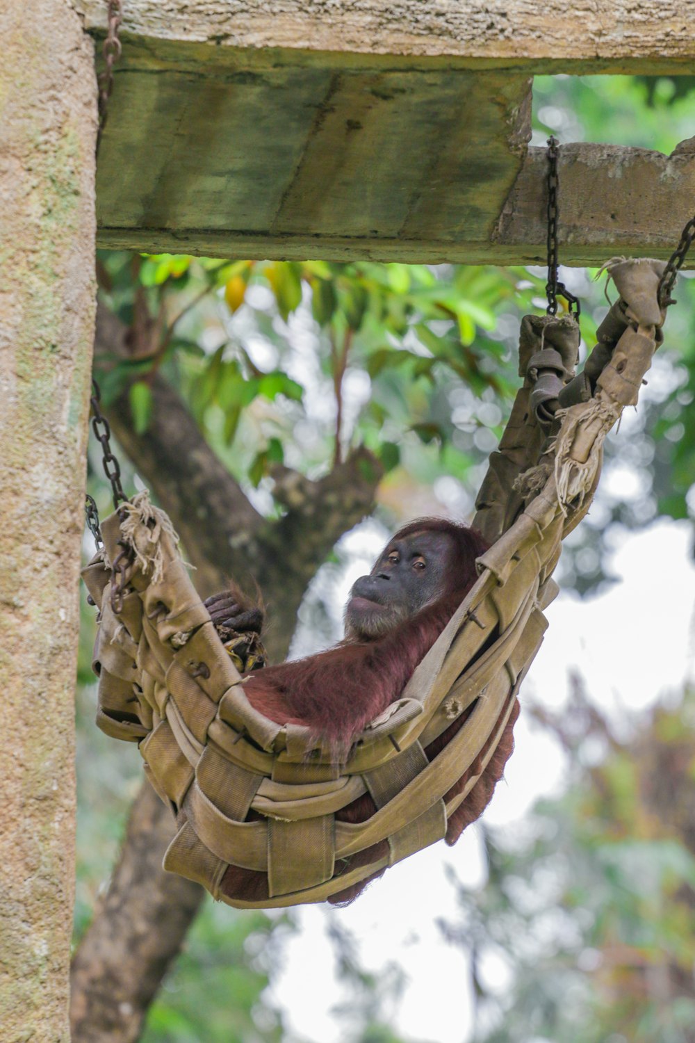 a monkey in a hammock hanging from a tree