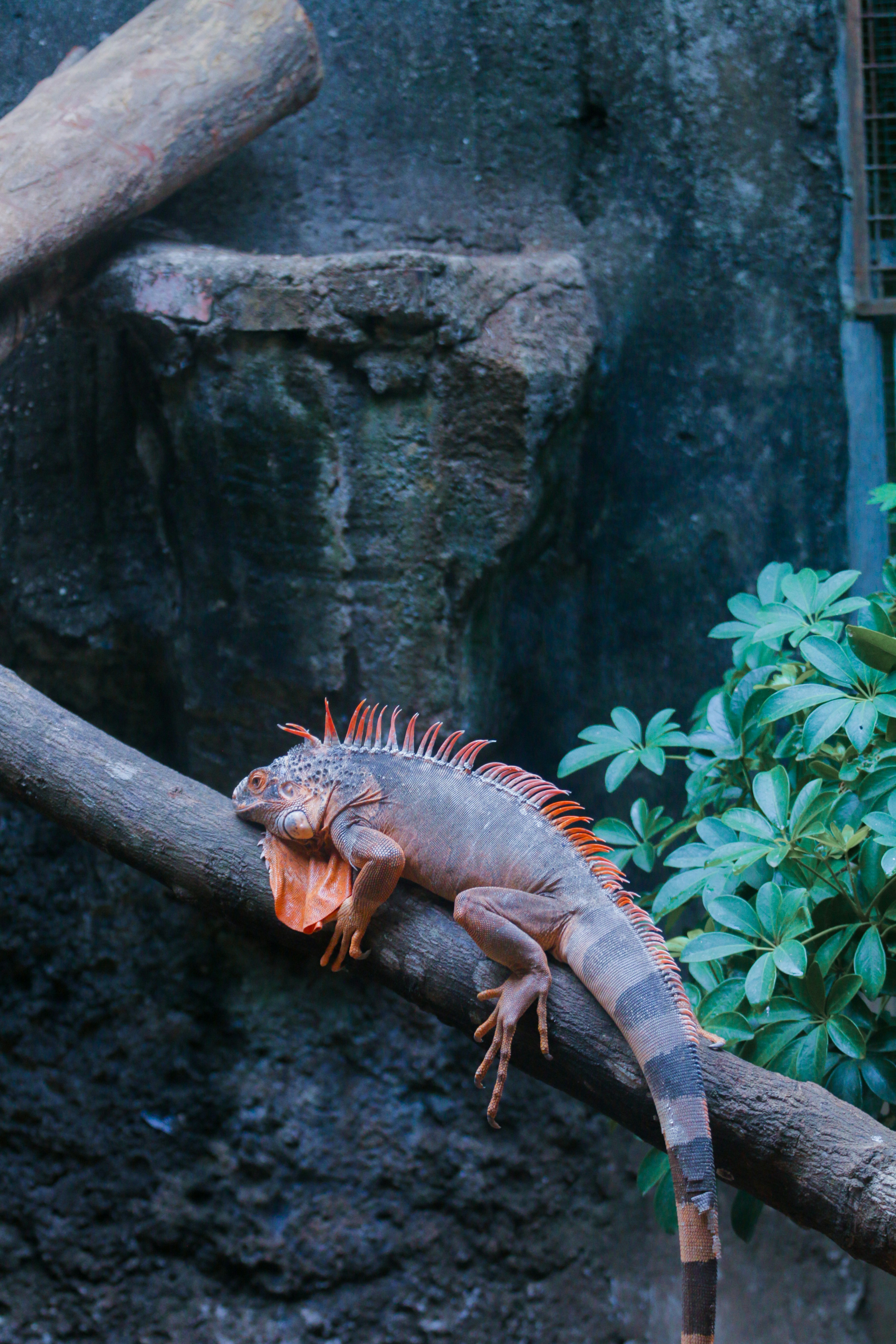 A lizard exploring a well-equipped enclosure with enrichment toys