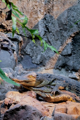 Two crocodiles are resting closely together on a rocky surface, surrounded by stone and greenery. The lighting highlights their scaly texture and formidable presence, with one crocodile lying on top of the other.