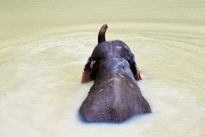 Elephant enjoying a refreshing bath with water splashing playfully under the watchful care of the guide.