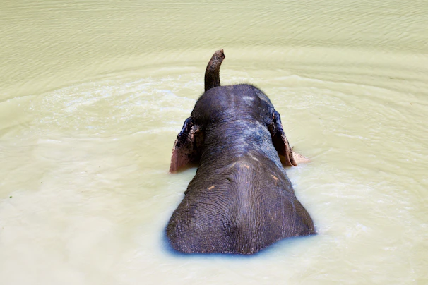 A close-up of an elephant bathing in a river during a safari adventure