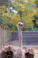 An ostrich with its head raised and mouth open, standing against a blurred background of greenery and fencing. The bird's long neck and fluffy feathers are prominently visible.