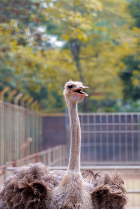 An ostrich with its head raised and mouth open, standing against a blurred background of greenery and fencing. The bird's long neck and fluffy feathers are prominently visible.