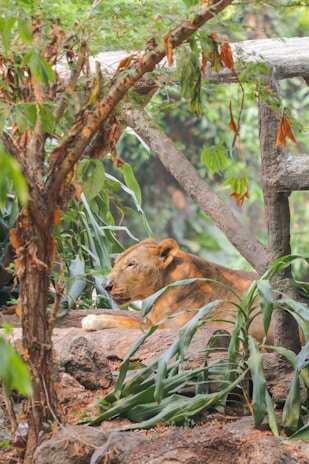 A lion rests peacefully among rocks and lush green foliage in a tranquil setting. The branches and leaves of trees create a natural frame around the animal, conveying a sense of stillness and harmony.