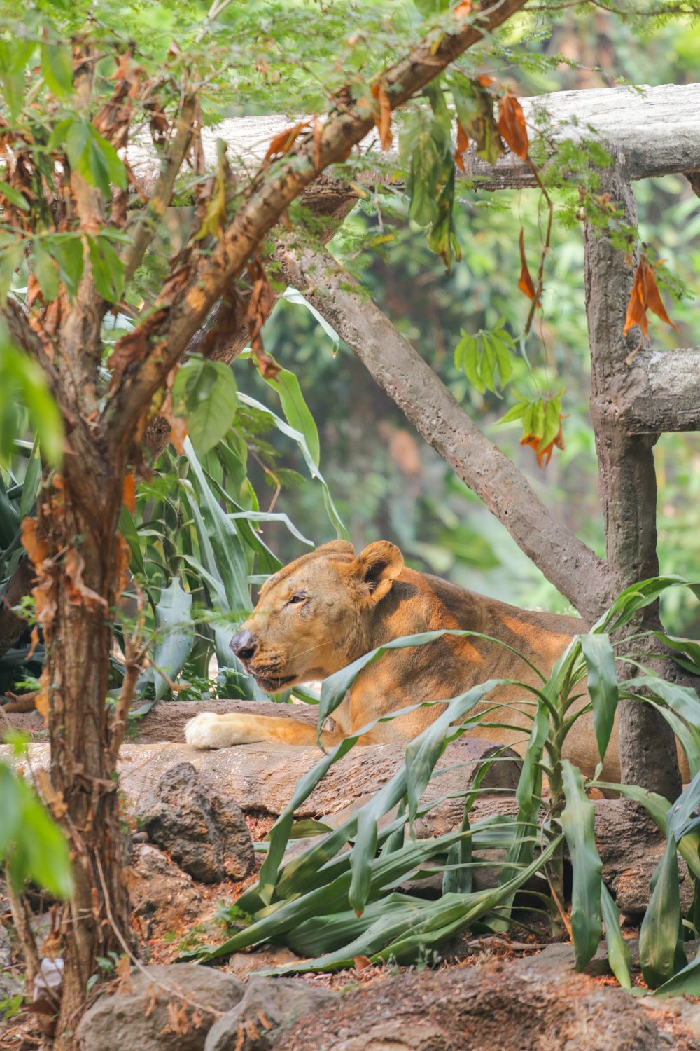 a lion laying down in the shade of a tree