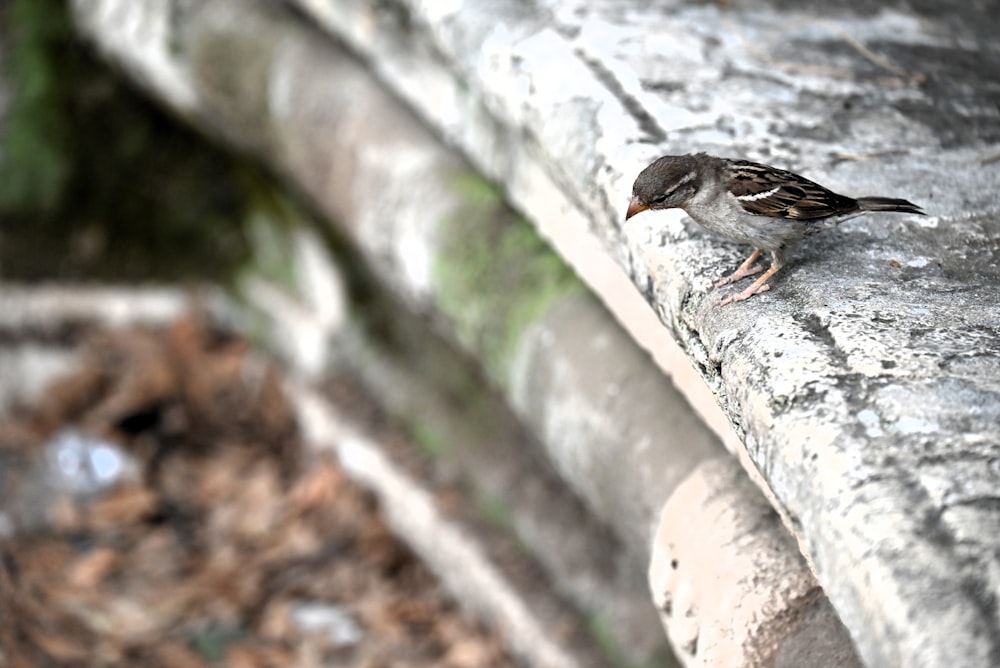 a small bird sitting on a stone bench
