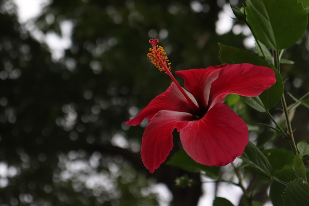 una flor roja con hojas verdes en el fondo