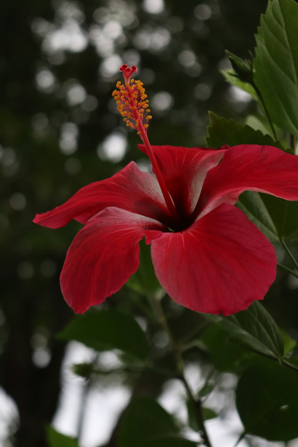 una flor roja con hojas verdes en un árbol