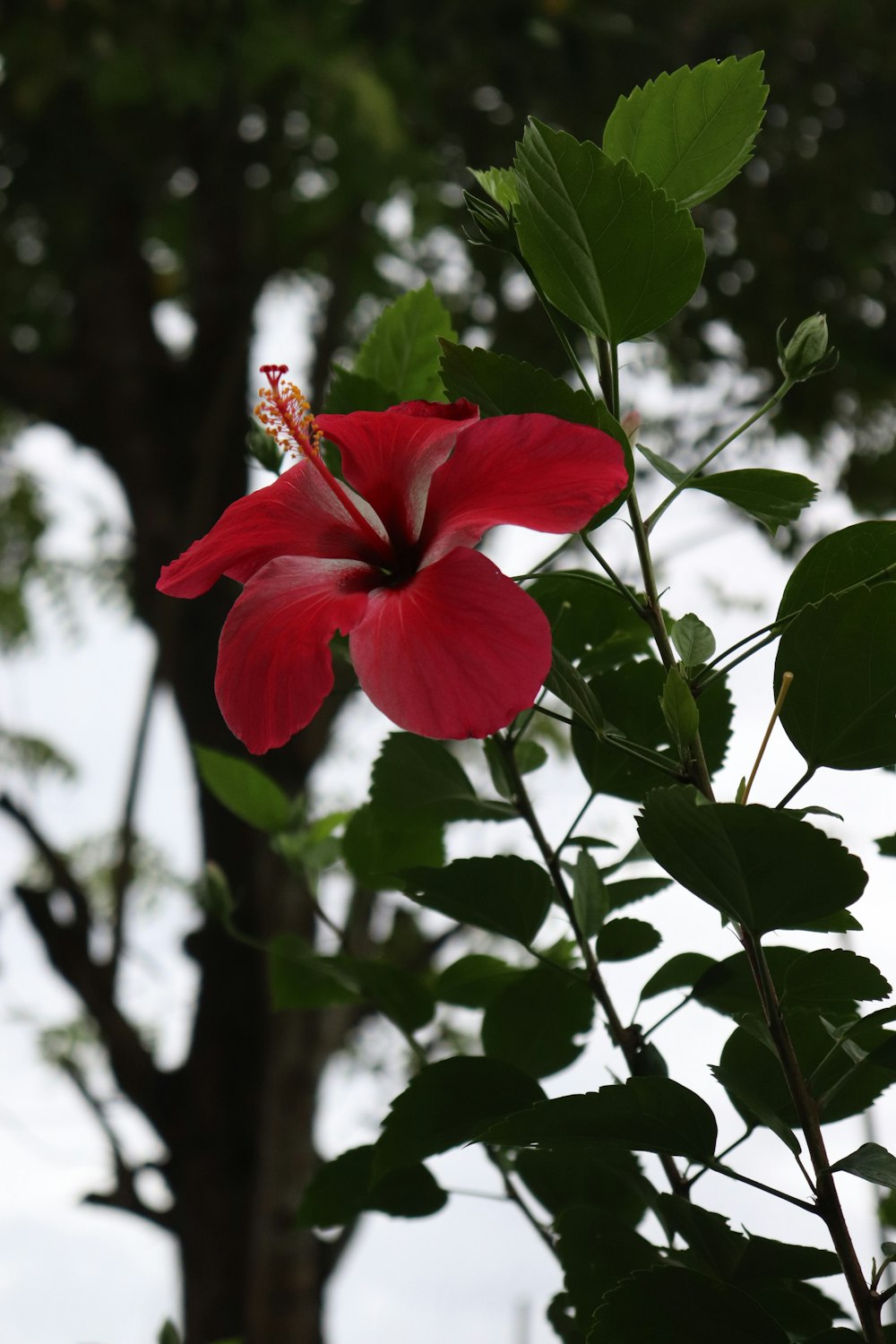 una flor roja con hojas verdes y un árbol en el fondo