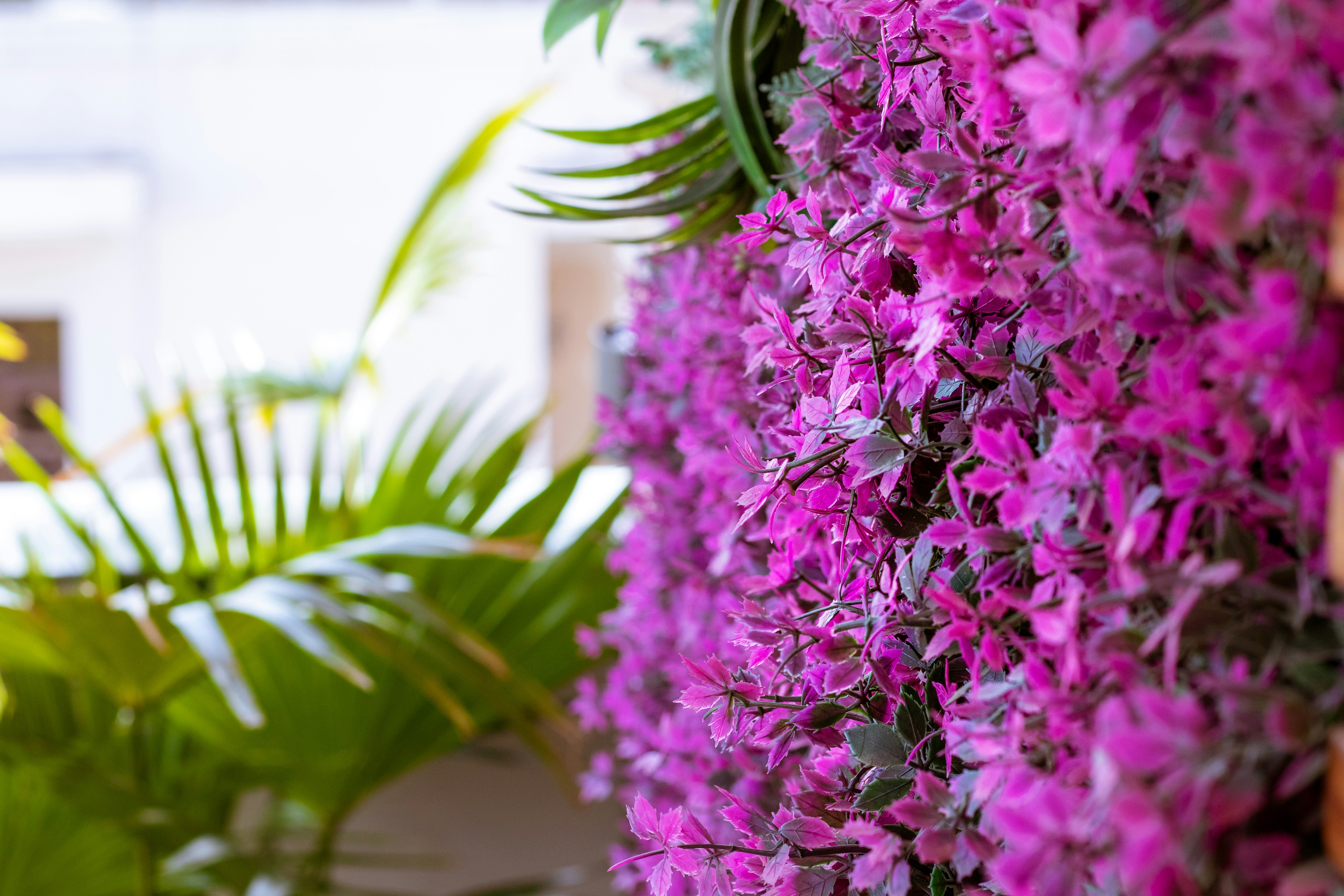 Lila Blumen wachsen an der Seite eines Gebäudes