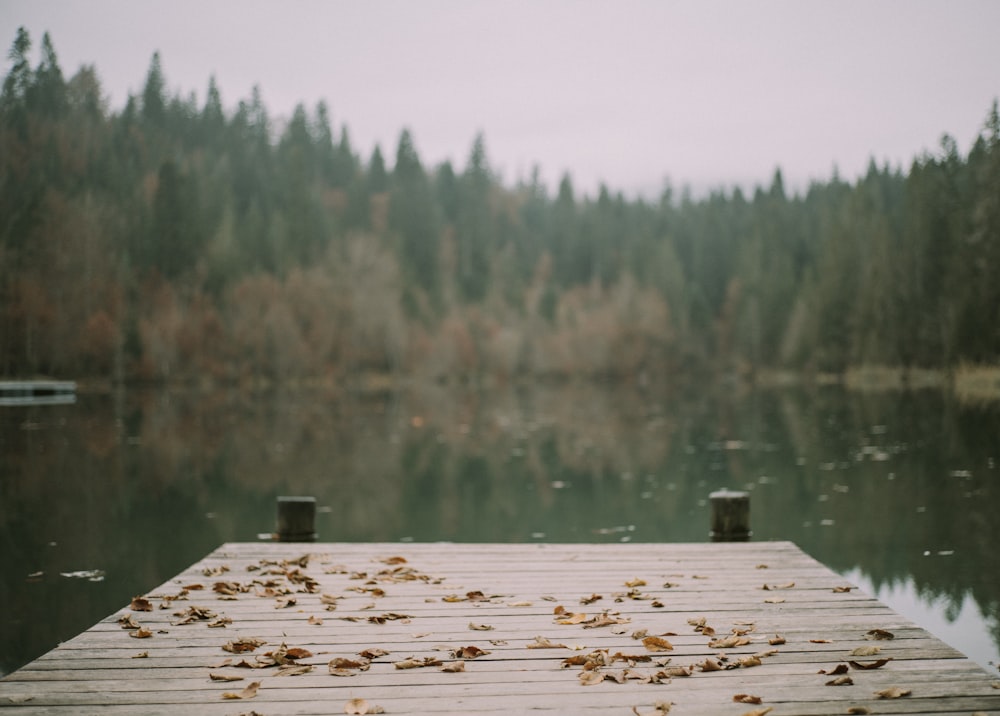 a dock that has fallen leaves on it