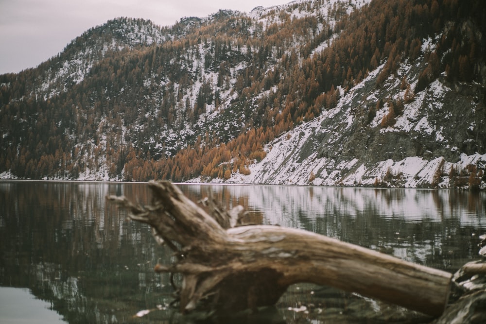 a tree that is sitting in the water