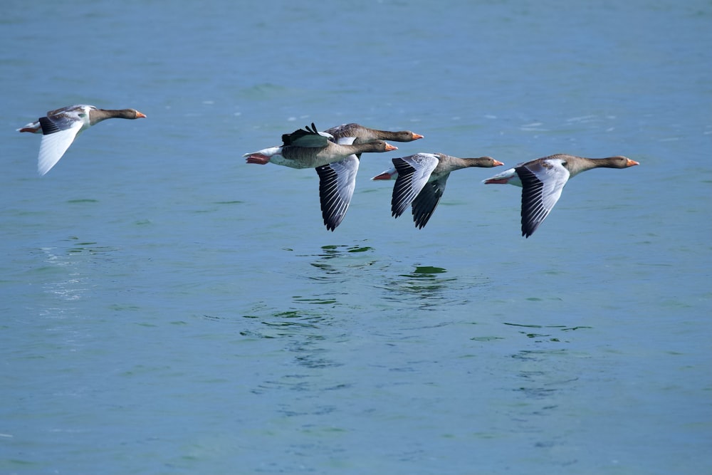 a flock of birds flying over a body of water