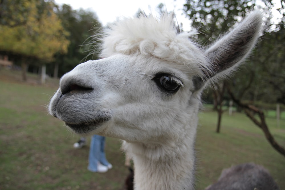 a close up of a llama in a field