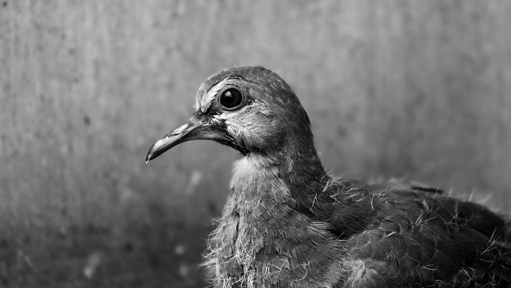 a black and white photo of a bird