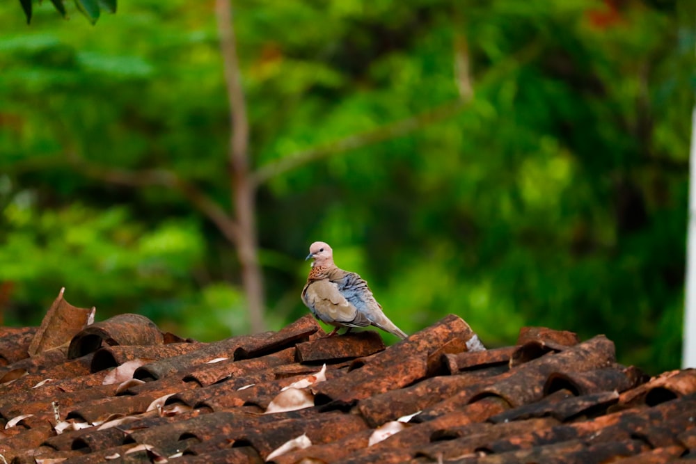 a bird sitting on top of a pile of bricks